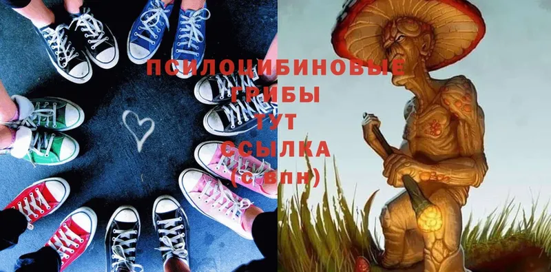 Псилоцибиновые грибы Psilocybe  blacksprut маркетплейс  Чкаловск 